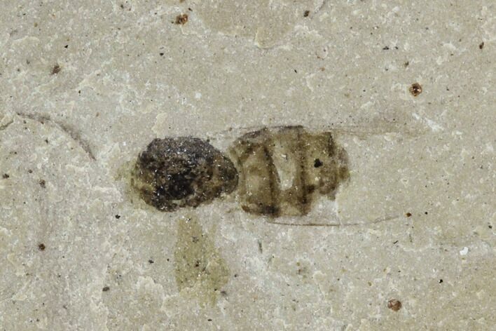 Bee Fossil (Hymenoptera)- Green River Formation, Utah #101612